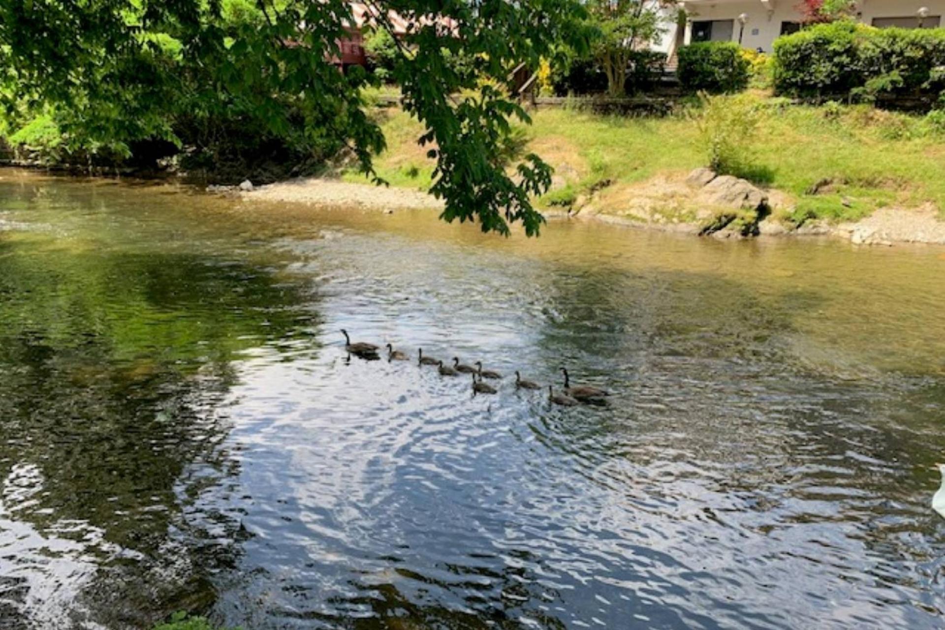 Mill Stream Cottage بيدجن فورج المظهر الخارجي الصورة
